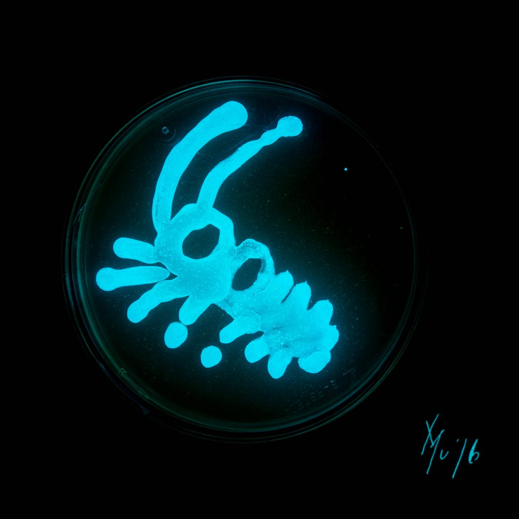 Mu Bioluminescence Art Pétri Muriel Blondeau Mer